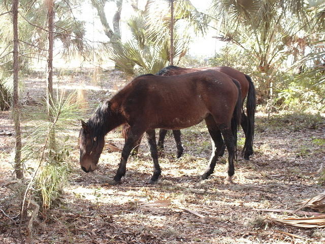 21 -New Years trip-Cumberland Island