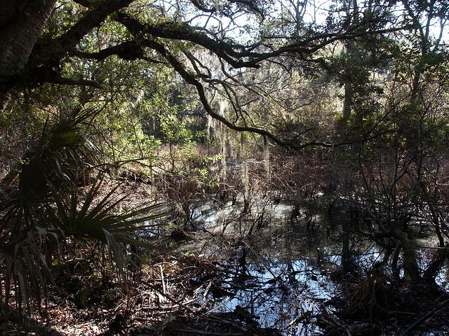 35 -New Years trip-Cumberland Island
