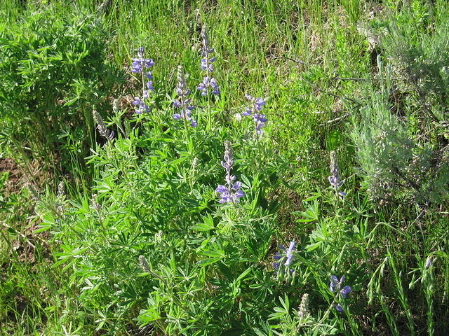08-Colorado-Cordillera