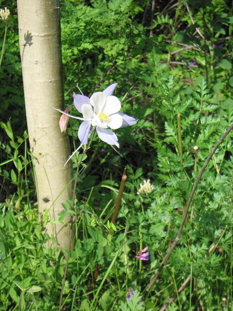 16-Colorado-Columbine