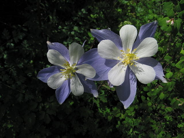 17-Colorado-Columbine