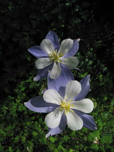 18-Colorado-Columbine