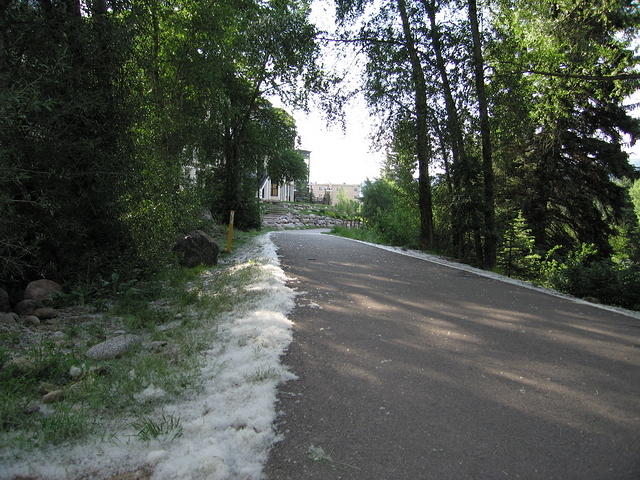 19-Colorado-Cottonwood fluff