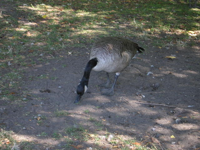 24-Canadian Goose
