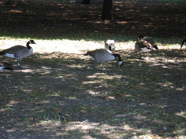 25-Canadian Geese