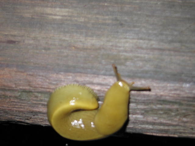 118-T&A in San Francisco