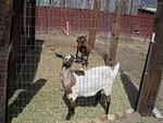 2007-03-18 Life at the farmhouse, Salida