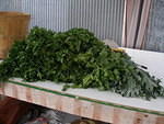 2007-06-21 Javernick Farms 03