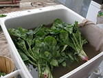 2007-06-21 Javernick Farms 04