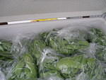 2007-06-21 Javernick Farms 05