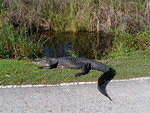 2007-11-29 FLA - Everglades City-Shark Valley Park