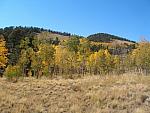 2010-09-19 Leaf looking-Aspen Ridge 01