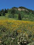 2011-08-07 Crested Butte 97