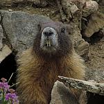 2011-08-28 Weston Pass 011