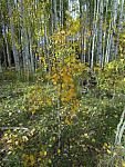 2012-09-23 trip to Kebler Pass 101