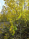 2012-09-23 trip to Kebler Pass 108