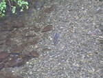 2006-08-11 Sitka, AK 18