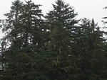2006-08-11 aboard Malaspina Ferry 12