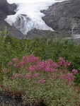 2006-08-13 on the Alaskan Highway - ALCAN 113