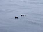 2006-08-16 aboard the Lu-Lu Belle Valdez, AK 014