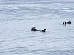 2006-08-16 aboard the Lu-Lu Belle Valdez, AK 022