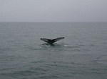 2006-08-16 aboard the Lu-Lu Belle Valdez, AK 136