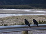 2006-08-28 Jasper National Park, Alberta, Canada 104