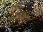 11 -New Years trip-Okefenokee