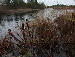 12 -New Years trip-Okefenokee