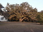 10 -New Years trip-Cumberland Island