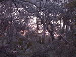 13 -New Years trip-Cumberland Island