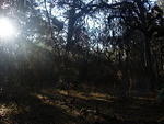 15 -New Years trip-Cumberland Island