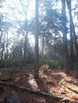 16 -New Years trip-Cumberland Island