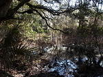 35 -New Years trip-Cumberland Island