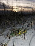 44 -New Years trip-Cumberland Island