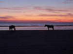 49 -New Years trip-Cumberland Island