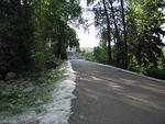 19-Colorado-Cottonwood fluff