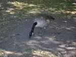 24-Canadian Goose