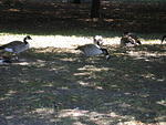 25-Canadian Geese
