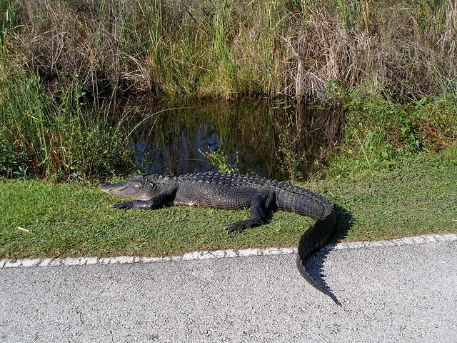 2007-11-29 FLA - Everglades City-Shark Valley Park 40