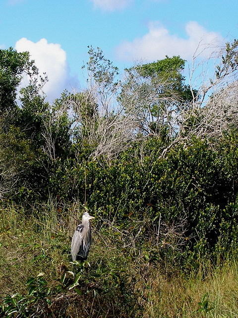 2007-11-29 FLA - Everglades City-Shark Valley Park 46