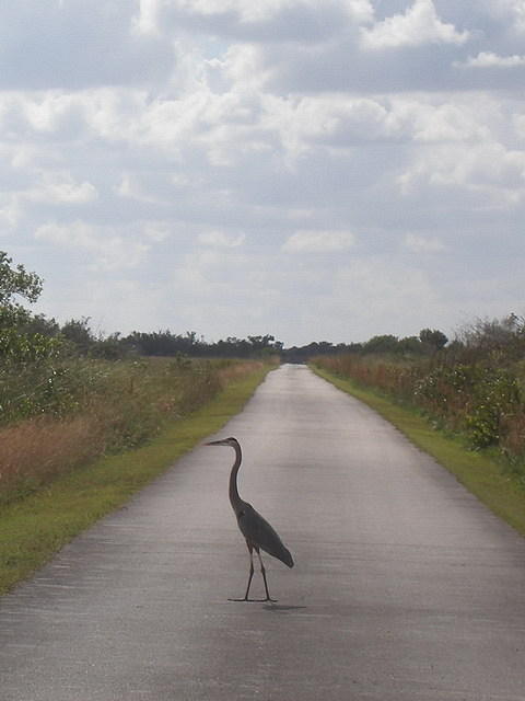2007-11-29 FLA - Everglades City-Shark Valley Park 56