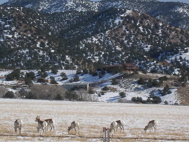 2008-01-21 Salida Antelope 01