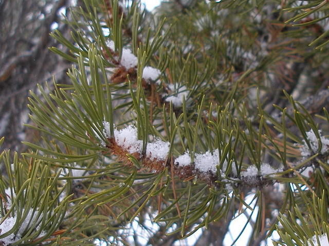 2008-02-23 Leadville  Snowshoe 29