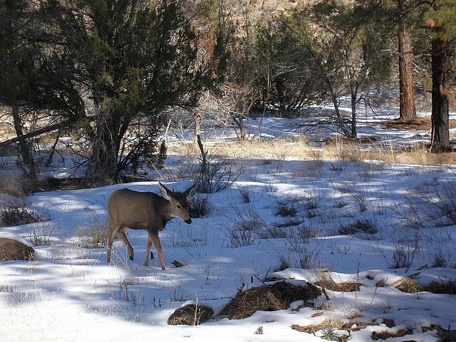 2011-12-29 Santa Fe NM 126