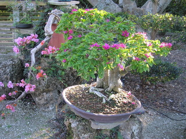 2005-12-27 Boca Raton- Japanese Gardens 18