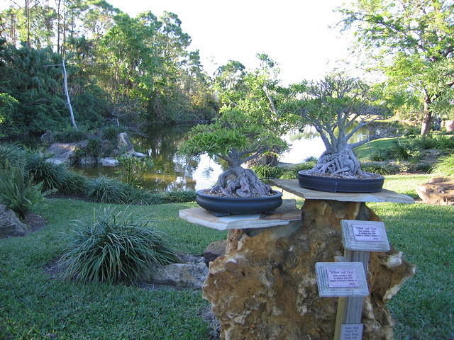 2005-12-27 Boca Raton- Japanese Gardens 19