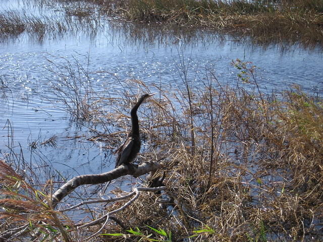 2005-12-28 Boca Raton- Loxahatchee Wildlife Refuge 02