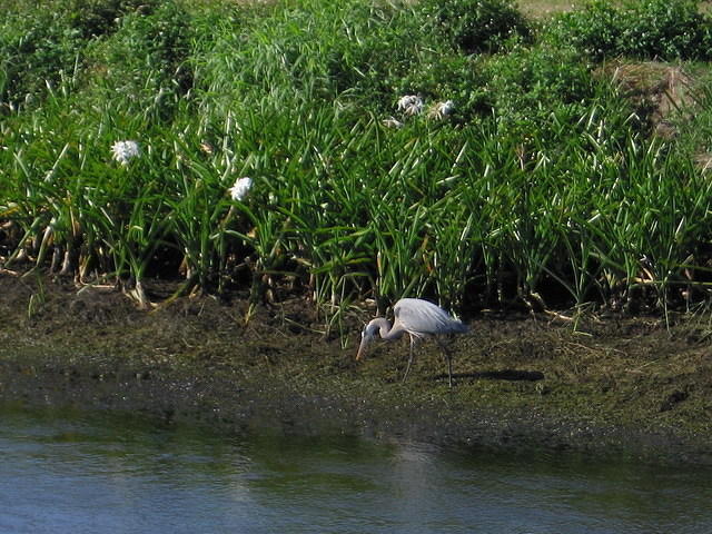 2005-12-28 Boca Raton- Loxahatchee Wildlife Refuge 05