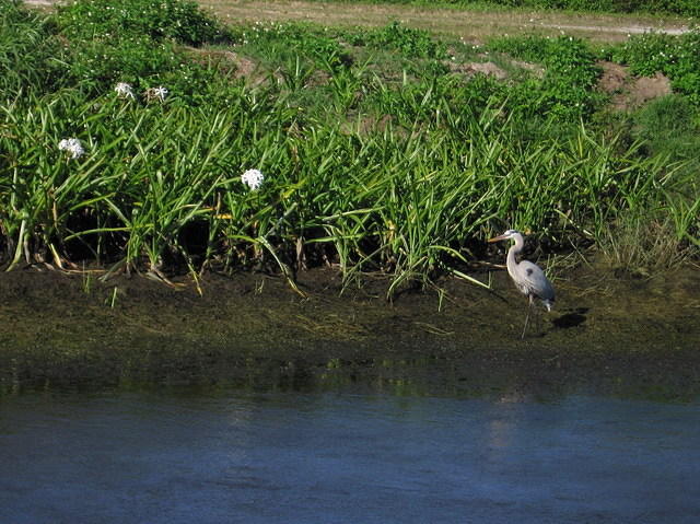 2005-12-28 Boca Raton- Loxahatchee Wildlife Refuge 06